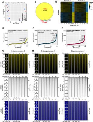 Transcription factor network dynamics during the commitment to oncogene-induced senescence